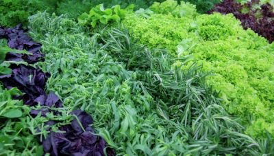 Neighborhood zöldségek az ágyak a kertben kompatibilitását zöldségnövények vetéskor