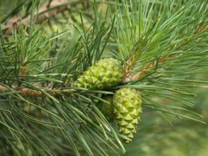 Pine rügyek gyógyszer tulajdonságait, és ellenjavallata természetes gyógyszerek