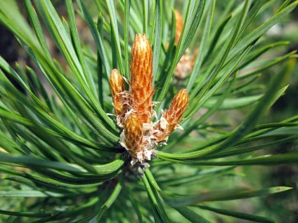 Pine rügyek gyógyszer tulajdonságait, és ellenjavallata természetes gyógyszerek