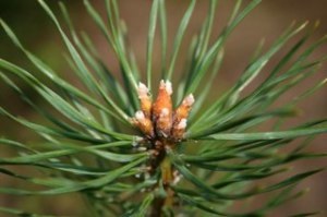 Pine rügyek a népi gyógyászatban használható, előírások, ellenjavallatok