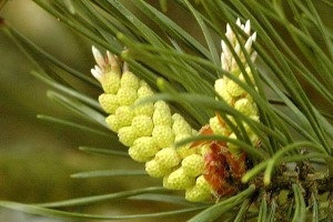 Pine rügyek a népi gyógyászatban használható, előírások, ellenjavallatok