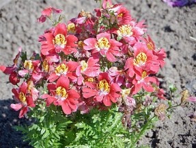 Schizanthus, termesztés és karbantartás a nyílt terepen