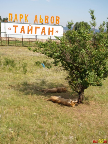 Taigan - oroszlán szafari park Krím