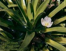 Telorez közönséges (telorez aloevidny) - kerti virágok - virágszirom - amatőr virágkertészet