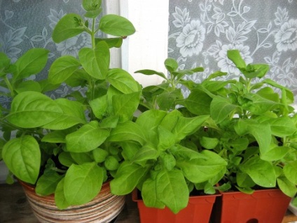 Vékony palánták petunias (Petunia) Vékony palánták petunias