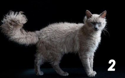 Top 10 legbizarrabb macska fajták
