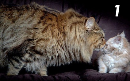 Top 10 legbizarrabb macska fajták