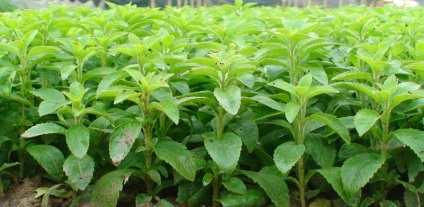 Трава стевія (50 фото) листя при цукровому діабеті, квітка медового рослини, замінник для