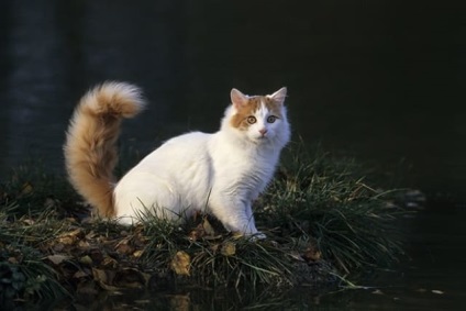 Turetskiy Van macska fotó, fajta leírás, karakter, ár