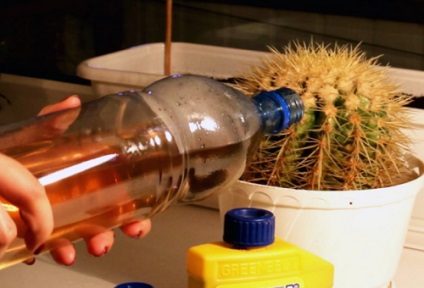 Műtrágya kaktuszok - titkos termékenyítő és öntözés otthon