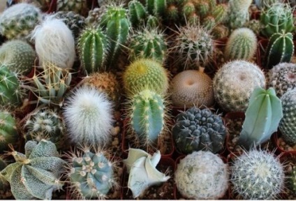 Műtrágya kaktuszok - titkos termékenyítő és öntözés otthon
