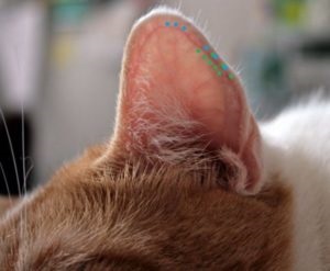 A macska füle forró okai és hogy szükséges-e aggódni