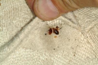 Bites bogarak (marás) poloska csípése