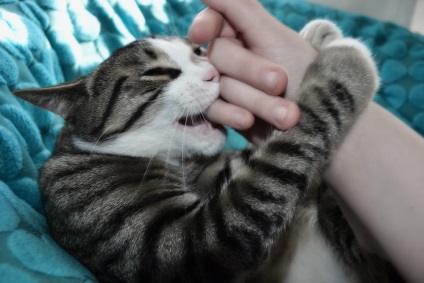 Megharapott egy macska, duzzadt kéz, mint a gyógyítás