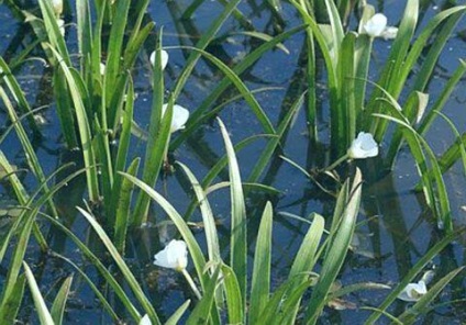 Egy egyedülálló vízi növény telorez