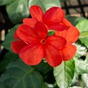 Care crossandra (szobanövények) Care crossandra