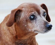 Gondozása egy idősebb kutyát „, minden fajtájú kis testű kutyáknak (ellátás) Gondozása egy idősebb kutyát „, minden fajtájú kis kutya