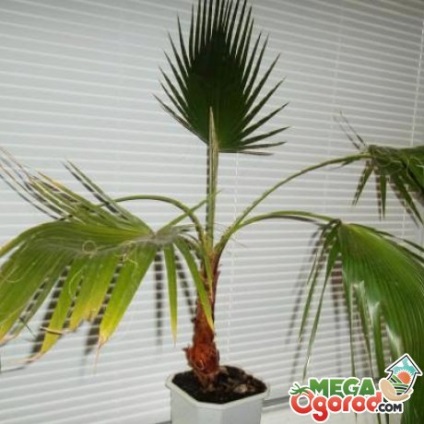 Washingtonia fonalas - egzotikus pálmafa belsőépítészeti (fonalas) Washingtonia fonalas - egzotikus pálmafa belsőépítészet