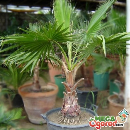 Washingtonia fonalas - egzotikus pálmafa belsőépítészeti (fonalas) Washingtonia fonalas - egzotikus pálmafa belsőépítészet