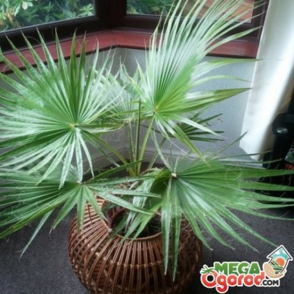 Washingtonia fonalas - egzotikus pálmafa belsőépítészeti (fonalas) Washingtonia fonalas - egzotikus pálmafa belsőépítészet