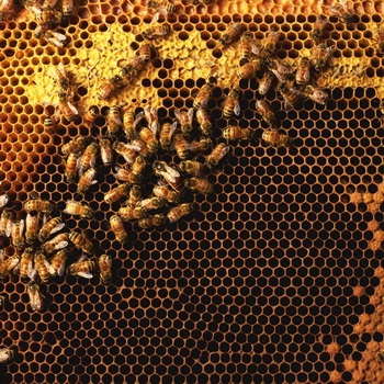Mi pollen és a pollen fotó különbség, az előnyök és hogyan kell alkalmazni a pollen és a pollen