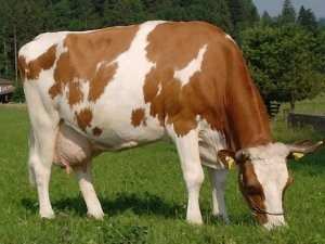 Kiválasztása egy tehén gyakorlati tipp kezdőknek (hogyan kell választani egy jó tehén) Kiválasztása egy tehén gyakorlati tippek kezdőknek