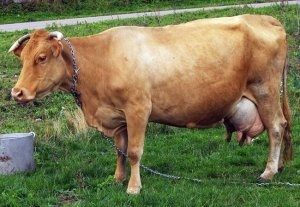 Kiválasztása egy tehén gyakorlati tipp kezdőknek (hogyan kell választani egy jó tehén) Kiválasztása egy tehén gyakorlati tippek kezdőknek