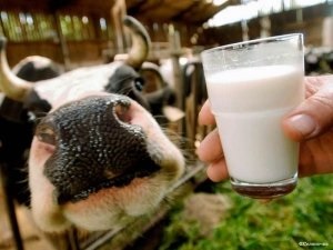 Kiválasztása egy tehén gyakorlati tipp kezdőknek (hogyan kell kiválasztani a megfelelő tehén) Kiválasztása egy tehén gyakorlati tippek kezdőknek