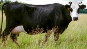 Kiválasztása egy tehén gyakorlati tipp kezdőknek (hogyan válasszuk ki a tehén) Kiválasztása egy tehén gyakorlati tippek kezdőknek