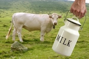 Kiválasztása egy tehén gyakorlati tipp kezdőknek (hogyan kell választani egy jó tehén) Kiválasztása egy tehén gyakorlati tippek kezdőknek