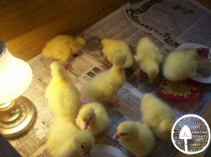 Növekvő goslings - tenyésztés, Egg gondozási tippek