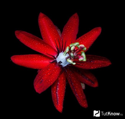 Növekvő Passiflora (golgotavirág) Ház (tavasz nyár ősz) Növekvő Passiflora (golgotavirág) ház