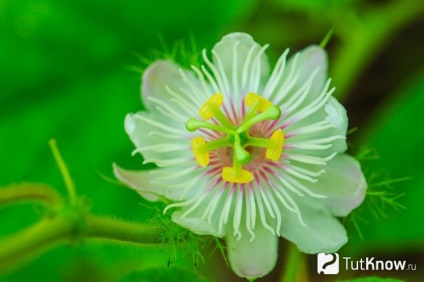 Növekvő Passiflora (golgotavirág) Ház (golgotavirág) Növekvő Passiflora (golgotavirág) ház