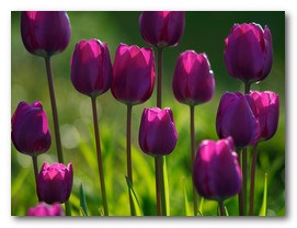 Növekvő tulipán eladása fajta pénz