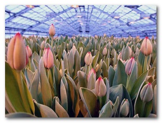 Növekvő tulipán eladása fajta pénz