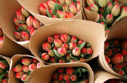 Вирощування тюльпанів в теплиці в домашніх умовах до 8 березня на продаж бізнес план, технологія,
