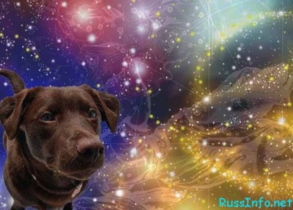 Keleti horoszkóp 2017 a kutya hónap