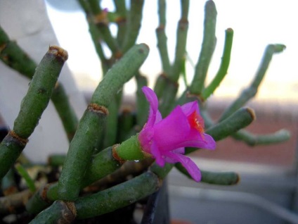 Hatiora fotók, nézetek és hogyan kell gondoskodni egy kaktusz az otthoni