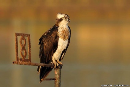 Ragadozó madár Osprey - képek - fotók a természet világa (ragadozó madár Osprey) Ragadozó madár Osprey - képek - fotók természetes világ