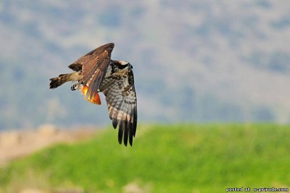 Ragadozó madár Osprey - képek - fotók a természet világa (ragadozó madár Osprey) Ragadozó madár Osprey - képek - fotók természetes világ