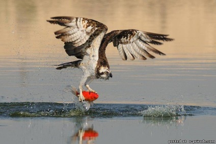 Ragadozó madár Osprey - képek - fotók a természet világa (ragadozó) Ragadozó madár Osprey - képek - fotók természetes világ