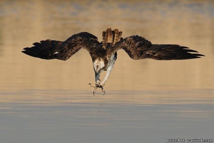 Ragadozó madár Osprey - képek - fotók a természet világa (madár) Ragadozó madár Osprey - képek - fotók természetes világ
