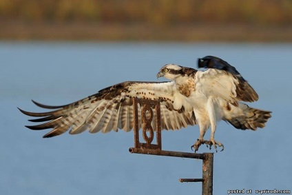 Ragadozó madár Osprey - képek - fotók a természet világa (ragadozó madár Osprey) Ragadozó madár Osprey - képek - fotók természetes világ