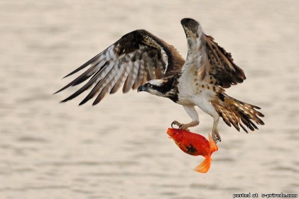Ragadozó madár Osprey - képek - fotók a természet világa (ragadozó madár Osprey) Ragadozó madár Osprey - képek - fotók természetes világ