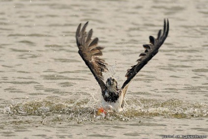 Ragadozó madár Osprey - képek - fotók a természet világa (ragadozó madár Osprey) Ragadozó madár Osprey - képek - fotók természetes világ