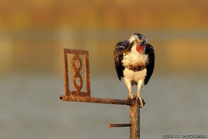 Ragadozó madár Osprey - képek - fotók a természet világa (ragadozó madár Osprey) Ragadozó madár Osprey - képek - fotók természetes világ