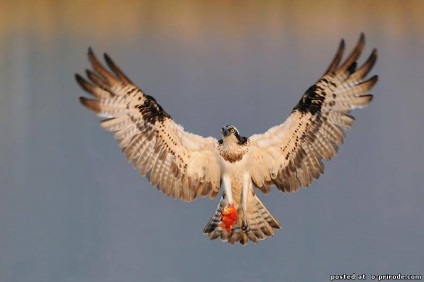 Ragadozó madár Osprey - képek - fotók a természet világa (ragadozó madár Osprey) Ragadozó madár Osprey - képek - fotók természetes világ