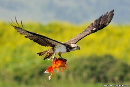 Ragadozó madár Osprey - képek - fotók természeti világ (Osprey) Ragadozó madár Osprey - képek - fotók természetes világ