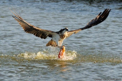 Ragadozó madár Osprey - képek - fotók a természet világa (madár) Ragadozó madár Osprey - képek - fotók természetes világ