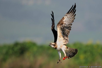Ragadozó madár Osprey - képek - fotók természeti világ (Osprey) Ragadozó madár Osprey - képek - fotók természetes világ